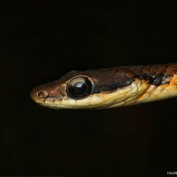 <i>Dendrelaphis caudolineolatus</i> Gray, 1834